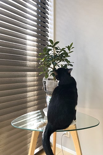 ゴムの木と猫のイメージ
